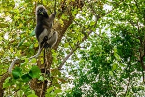 Ko Samui: Angthong Marine Park Snorkel & Kayak Tour / z lunchem