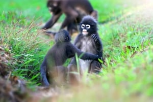 Ko Samui: Angthong Marine Park snorkle- og kajaktur med frokost