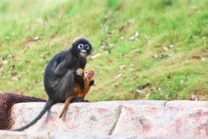 Ko Samui: Angthong Marine Park snorkle- og kajaktur med frokost