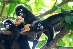 Ko Samui: Angthong Marine Park snorkle- og kajaktur med frokost