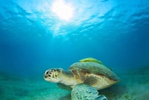 Ko Samui: Unik dagsutflykt för snorkling på Ko Tao och Ko Nang Yuan