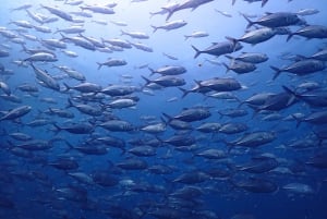 Koh Samui: 3-tägiger PADI Open Water Diver Kurs