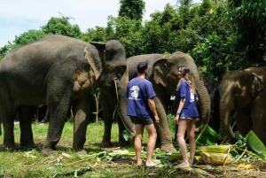 Koh Samui: Safari turístico en 4x4 y excursión al santuario de elefantes