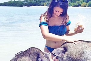 Koh Samui: Amazing Pig Island Tour - Cruise Ship Tours