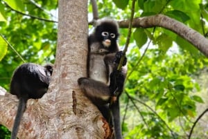 Koh Samui Ang Thong Marine Park: dagtocht per zeilboot