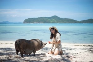 Koh Samui: Coral & Pig Island Longtail Boat Small-Group Tour