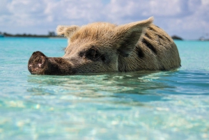 Koh Samui: Coral & Pig Island Longtail Boat Small-Group Tour