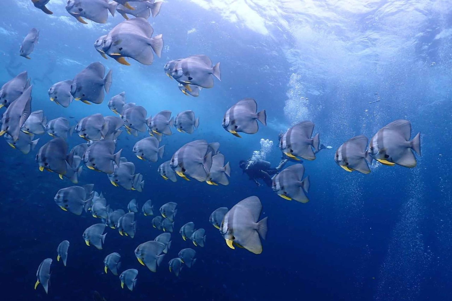 Koh Samui: Visita de mergulho aos Pináculos de Chumphon