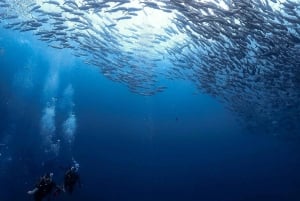 Koh Samui: Dive Tour Chumphon Pinnacles