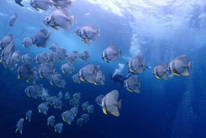 Koh Samui: Visita de mergulho aos Pináculos de Chumphon