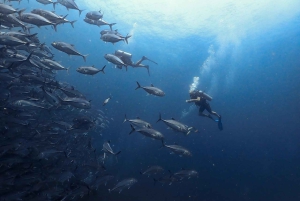 Koh Samui: Visita de mergulho aos Pináculos de Chumphon