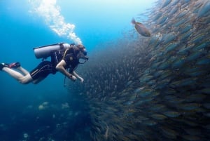 Koh Samui: Wycieczka nurkowa na Koh Tao