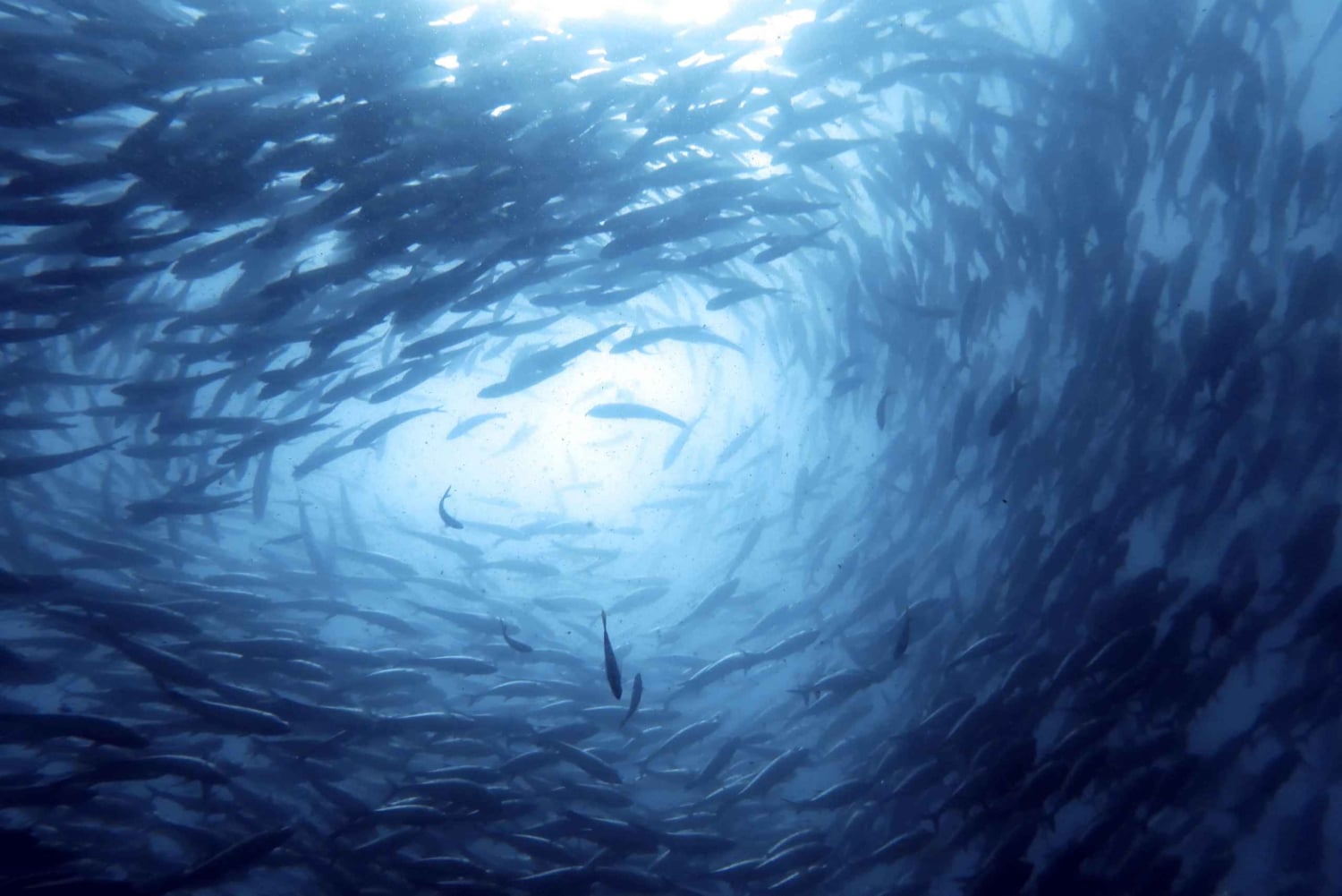 Koh Samui: Experiência de viagem de mergulho em Koh Tao