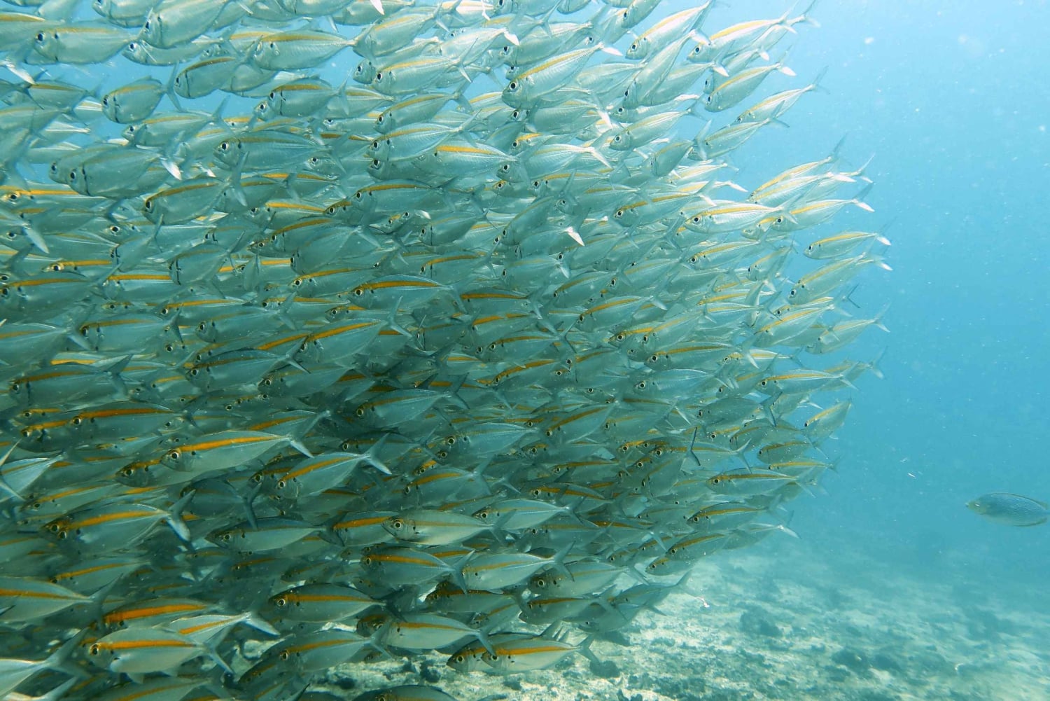 Koh Samui: Experiência de viagem de mergulho em Koh Tao