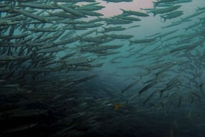 Koh Samui: Dive Trip Experience in Koh Tao