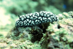 Koh Samui: Experiência de viagem de mergulho em Koh Tao