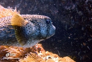 Koh Samui: Experiência de viagem de mergulho em Koh Tao