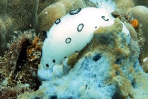 Koh Samui: Experiência de viagem de mergulho em Koh Tao