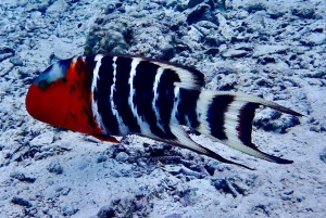 Koh Samui: Experiência de viagem de mergulho em Koh Tao