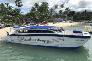 Koh Samui: Experiência de viagem de mergulho em Koh Tao