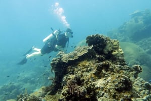 Koh Samui: Experiência de viagem de mergulho em Koh Tao