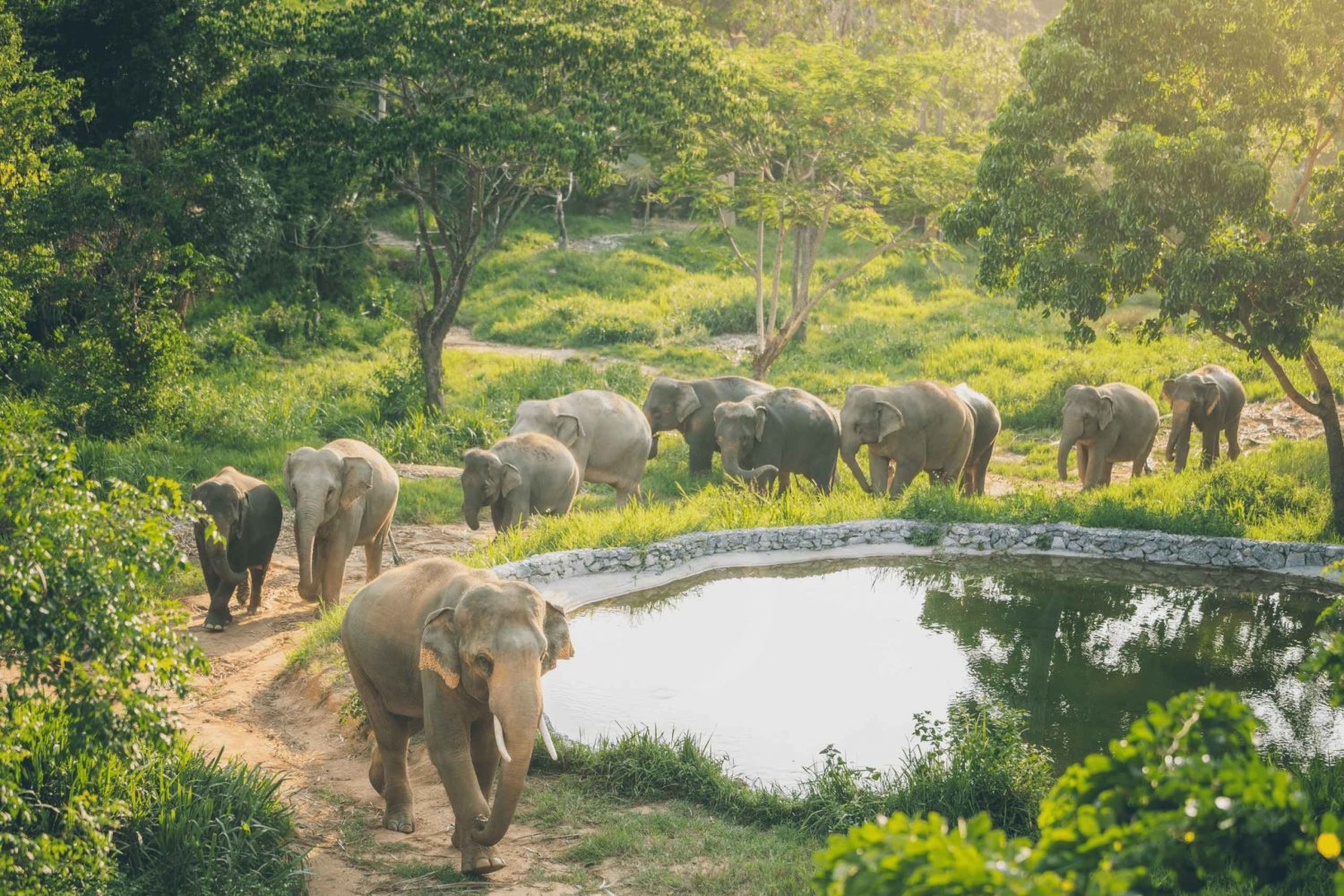 Koh Samui: Elephant Kingdom Sanctuary Halbtagestour