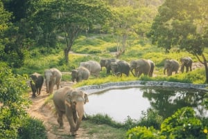 Koh Samui: Elephant Kingdom Sanctuary Half-Day Tour