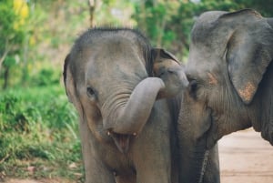 Koh Samui : Visite d'une demi-journée du sanctuaire du royaume des éléphants