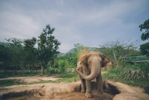 Koh Samui: Excursión de medio día al Santuario del Reino de los Elefantes