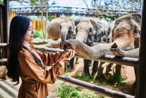 Koh Samui: Excursão de meio dia ao Santuário do Reino dos Elefantes