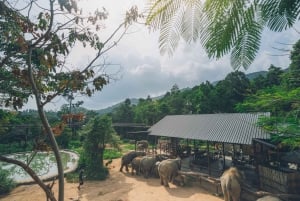 Koh Samui : Visite d'une demi-journée du sanctuaire du royaume des éléphants