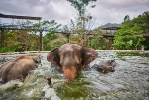 Koh Samui: Tour di mezza giornata del Santuario del Regno degli Elefanti