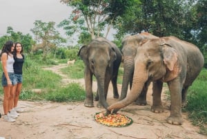Koh Samui: Excursão de meio dia ao Santuário do Reino dos Elefantes