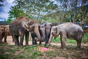 Koh Samui: Halvdagstur til elefantkongedømmets helligdom