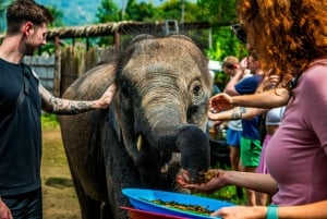 Koh Samui: Elephant Sanctuary and Jungle Tour with Lunch