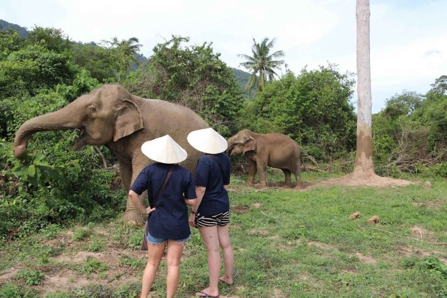 Koh Samui: Elefantreservat og mer - heldagsopplevelse