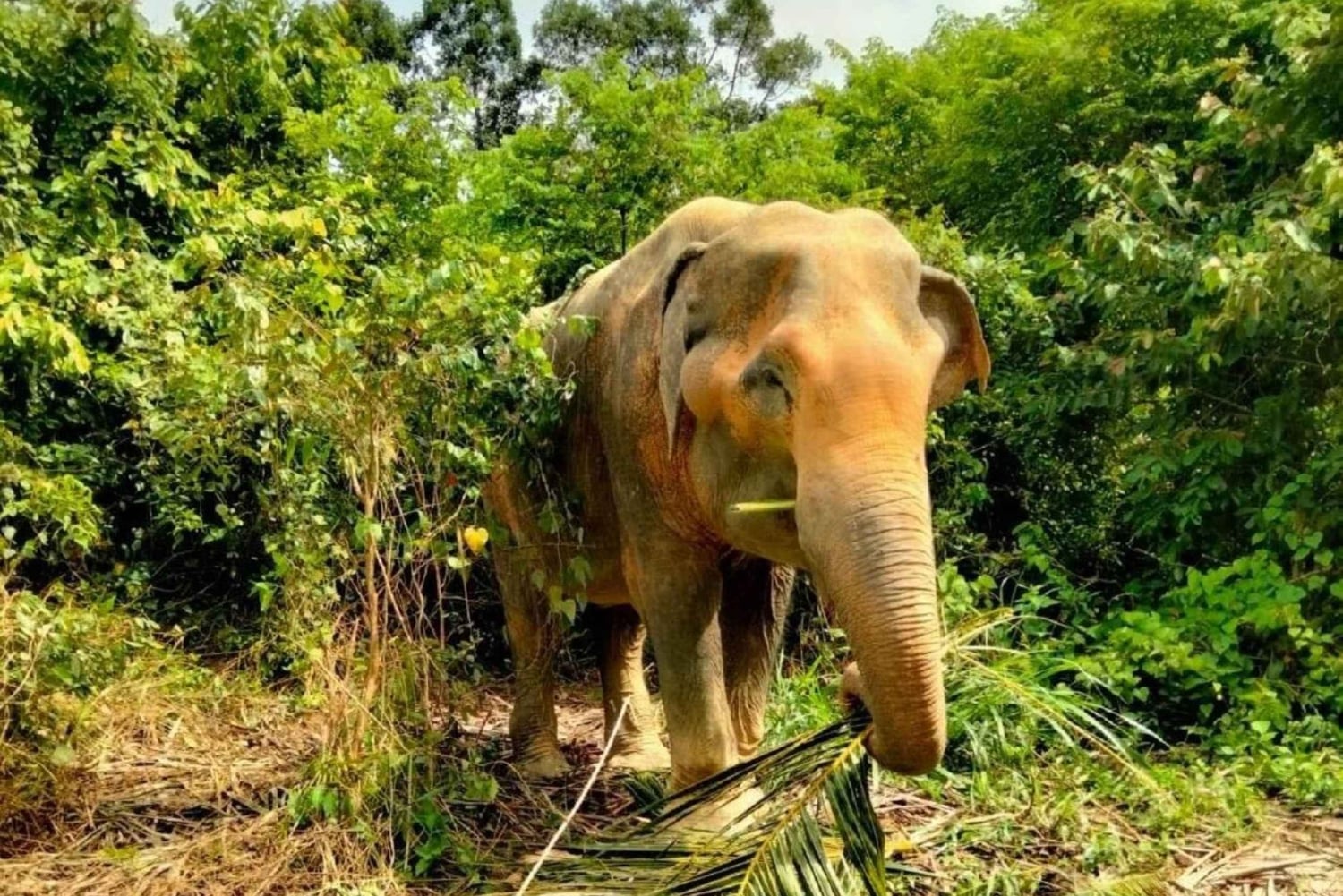 Koh Samui: Santuario degli elefanti e altro - Giornata intera