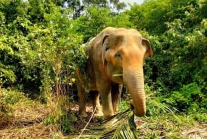 Koh Samui: Sanktuarium słoni i nie tylko - cały dzień