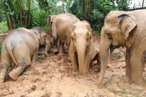 Koh Samui: Sanktuarium słoni i nie tylko - cały dzień