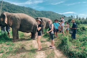 Koh Samui: Santuario degli elefanti e altro - Giornata intera