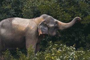 Koh Samui: Ethical Elephant Home Guided Tour with Transfers