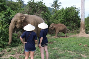 Koh Samui: Ethical Elephant Home Guided Tour with Transfers