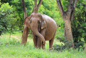 Koh Samui: Ethical Elephant Observation Half-Day Tour