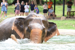 Koh Samui: Ethical Elephant Observation Half-Day Tour