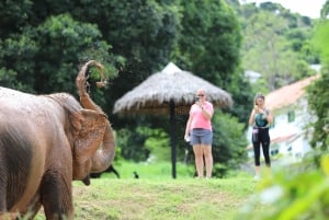 Koh Samui: Ethical Elephant Observation Half-Day Tour