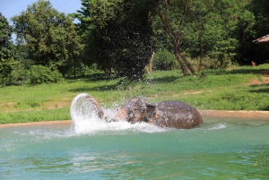 Koh Samui: Ethical Elephant Observation Half-Day Tour