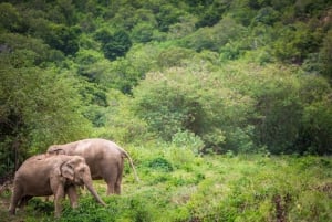 Koh Samui: Ethical Elephant Observation Half-Day Tour