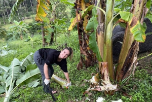 Koh Samui: Ethical Elephant Observation Half-Day Tour