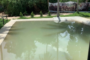 Koh Samui: Ethical Elephant Sanctuary Interactive Tour