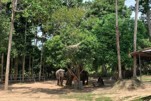 Koh Samui: Ethical Elephant Sanctuary Interactive Tour